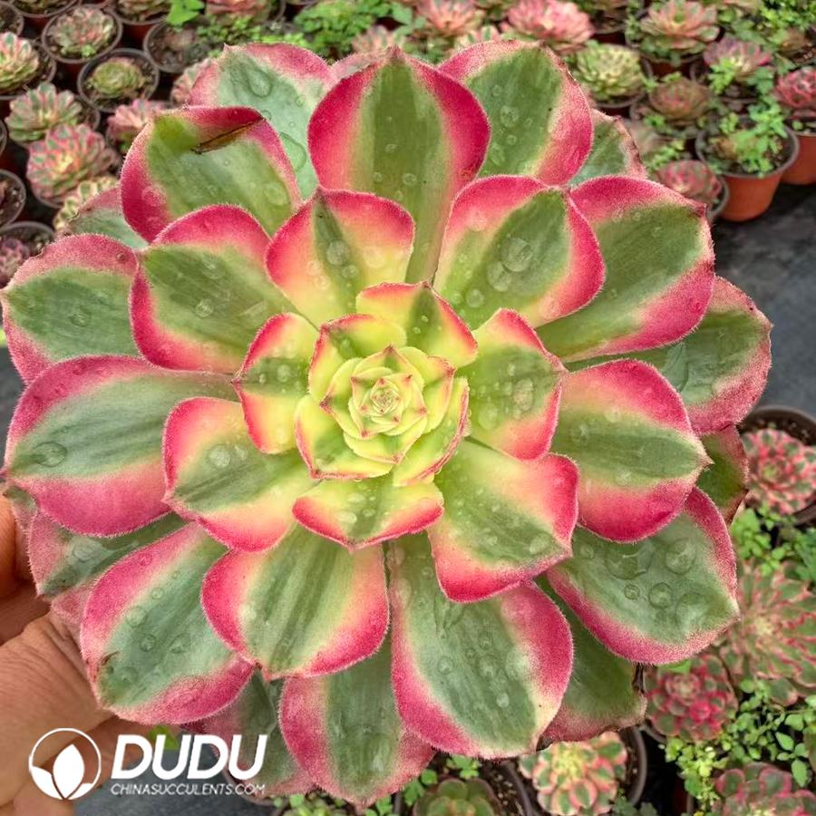 00345D120.jpg Aeonium Peacock Feather - Image 1