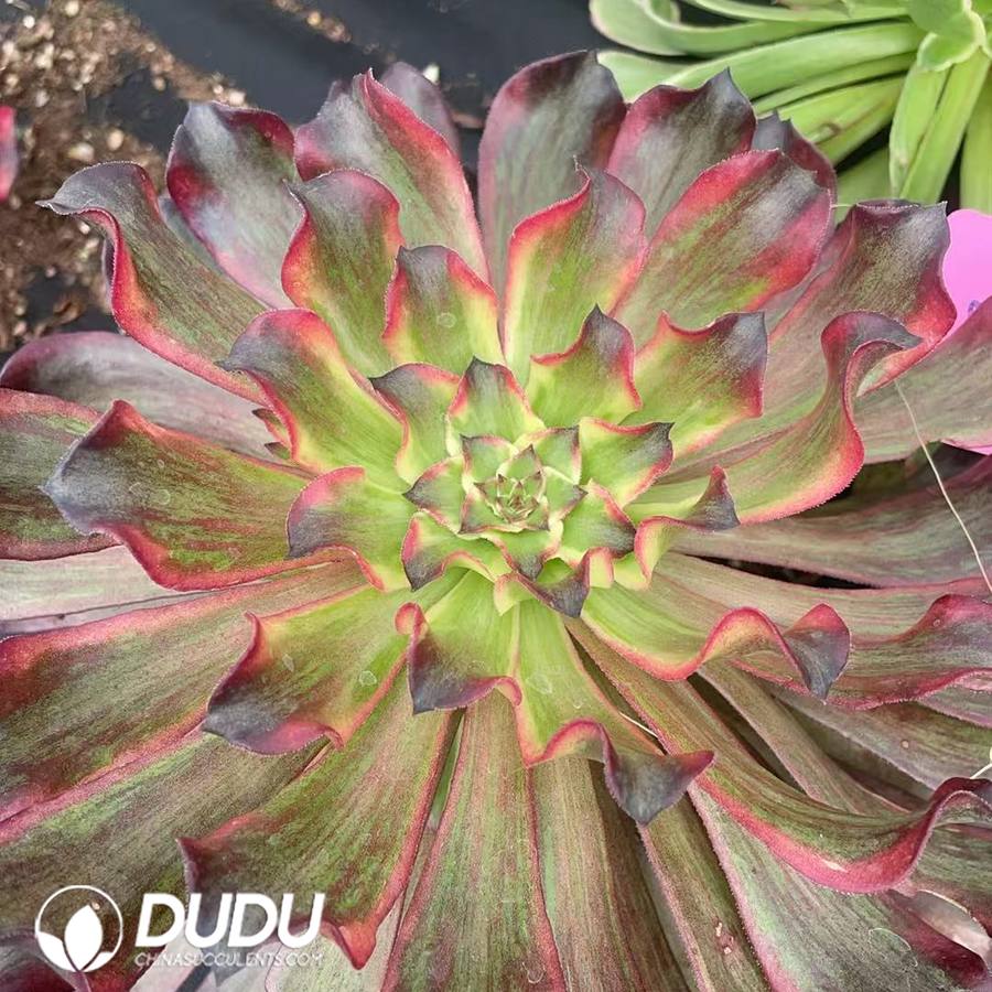 00664D150.jpg Aeonium Xueji - Image 1