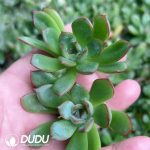 500pcs Echeveria Lotus Cuttings