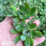 500pcs Echeveria Lotus Cuttings - Image 2