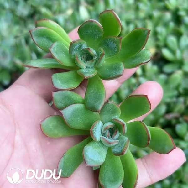 500pcs Echeveria Lotus Cuttings - Image 2