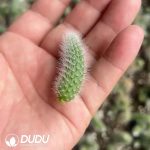 500pcs Cleistocactus Winteri Cuttings