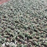 500pcs Cleistocactus Winteri Cuttings - Image 2