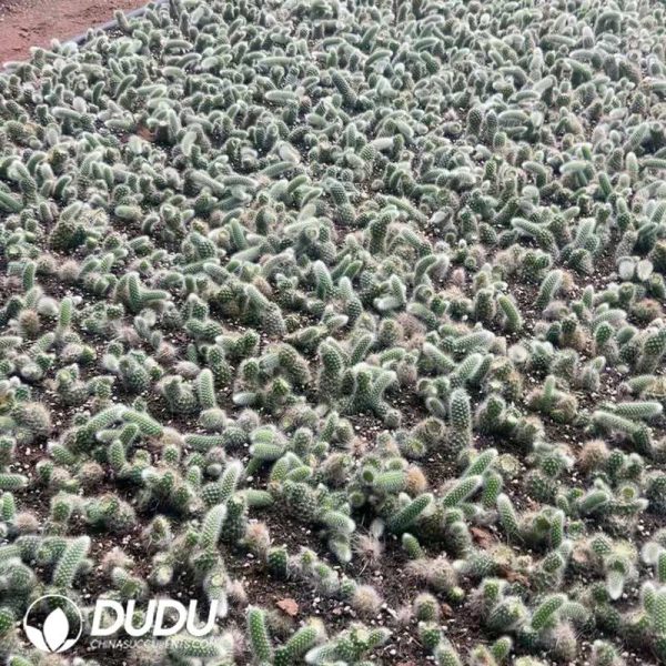 500pcs Cleistocactus Winteri Cuttings - Image 2