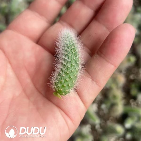 500pcs Cleistocactus Winteri Cuttings - Image 1