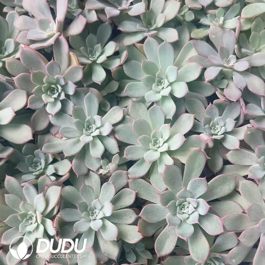 10229D30.jpg 500pcs Echeveria Laulensis Cuttings - Image 1