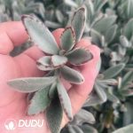 500pcs Kalanchoe Eriophylla Cuttings