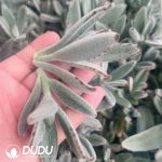 500pcs Kalanchoe Eriophylla Cuttings - Image 2