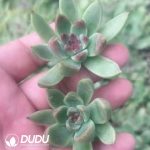 500pcs Echeveria Crystal Rose Cuttings