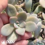 500pcs Echeveria Black Tea Cuttings