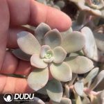 500pcs Echeveria Black Tea Cuttings - Image 2
