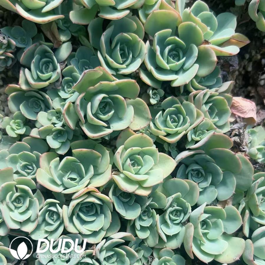10234D30.jpg 500pcs Echeveria Cream Peach Cuttings - Image 1