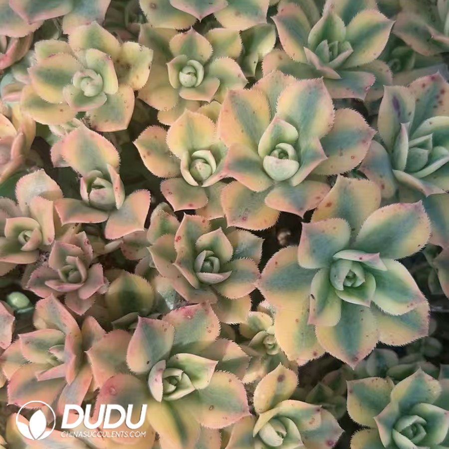 10236D30.jpg 500pcs Echeveria Starburst Cuttings - Image 1
