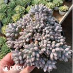 Pachyphytum Stella Lou Clustering