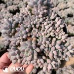Pachyphytum Stella Lou Clustering - Image 2