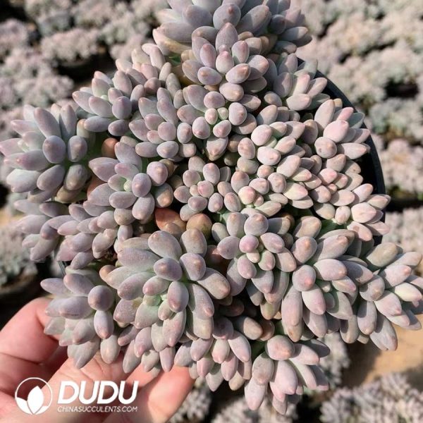 Pachyphytum Stella Lou Clustering - Image 2