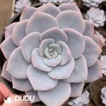 Echeveria Sakura Snow