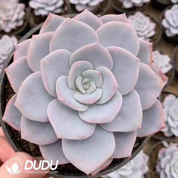 Echeveria Sakura Snow - Image 2