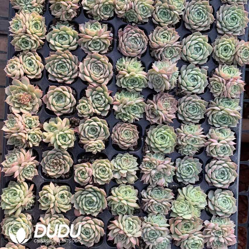 10243D30.jpg 105pcs Echeveria Red Hole Seedlings - Image 1