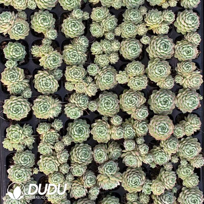 10244D30.jpg 105pcs Echeveria Little Red Boat Seedlings - Image 1