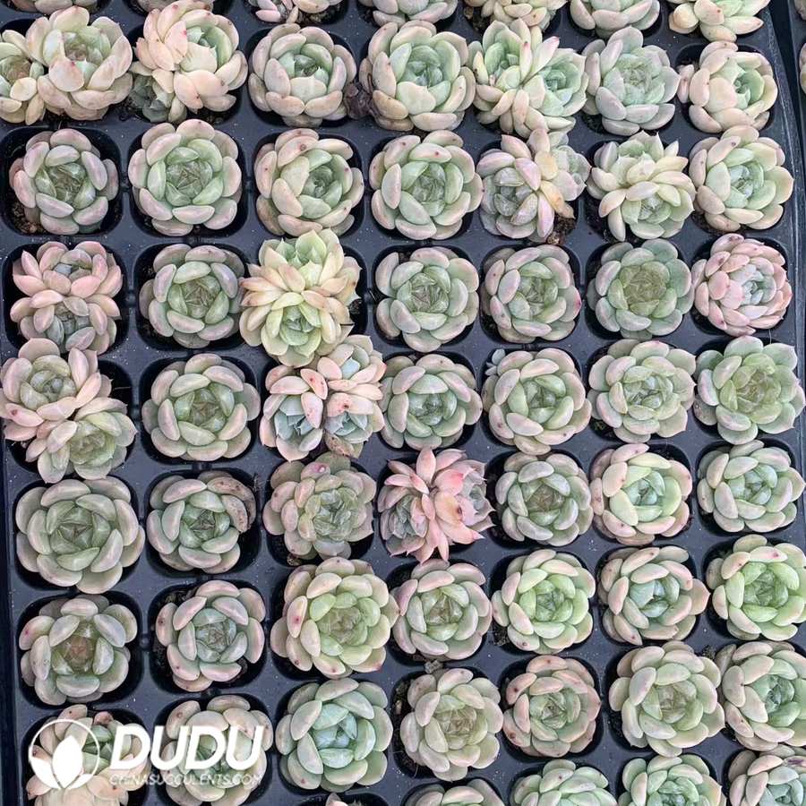 10246D30.jpg 105pcs Echeveria White Lover Seedlings - Image 1