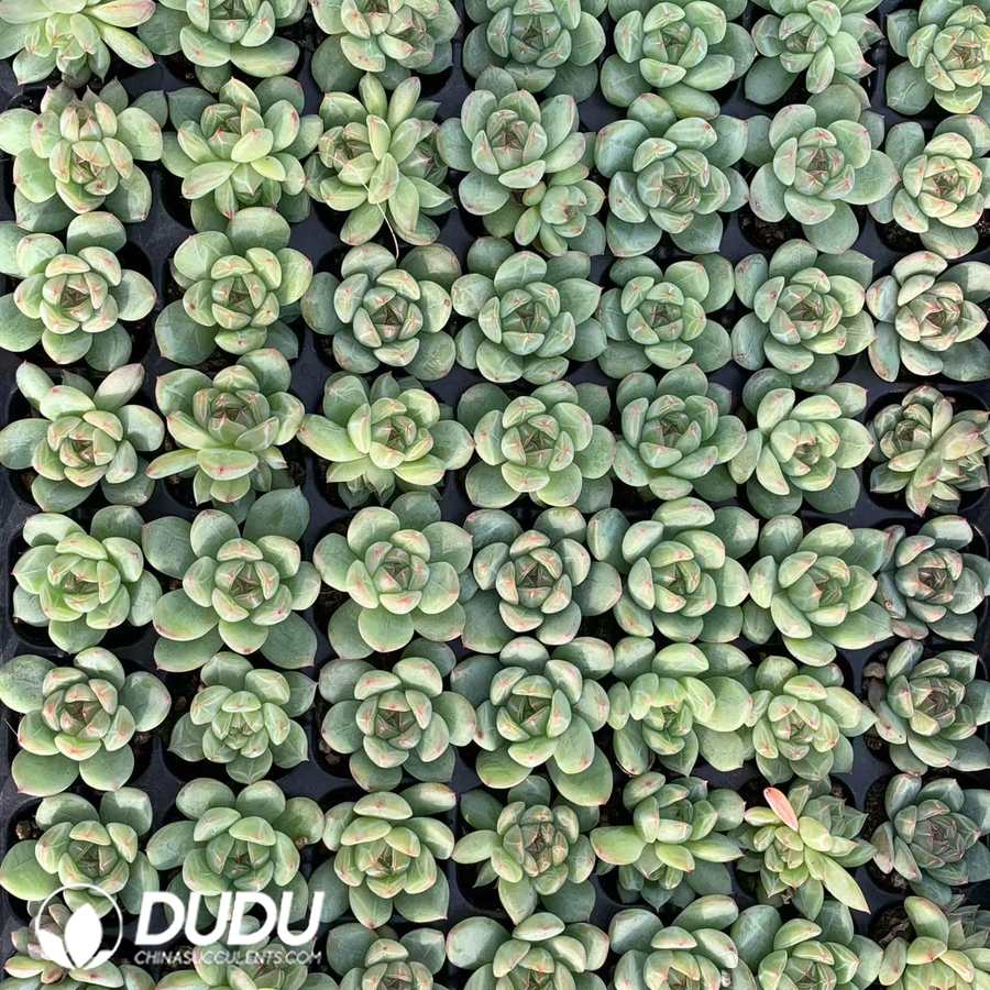 10249D30.jpg 105pcs Echeveria Snow Jenny Seedlings - Image 1
