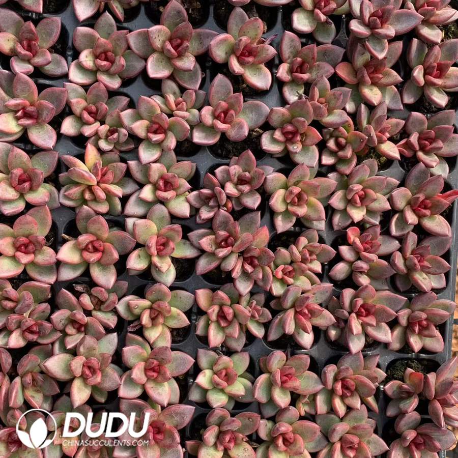 10250D30.jpg 105pcs Echeveria Red Rose Seedlings - Image 1