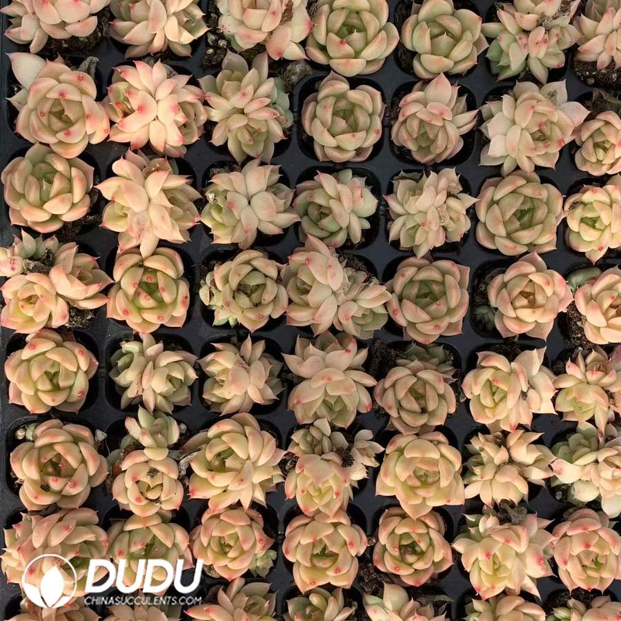 10251D30.jpg 105pcs Echeveria Danxia Jenny Seedlings - Image 1