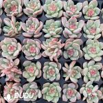 105pcs Echeveria Cloud Mist Seedlings