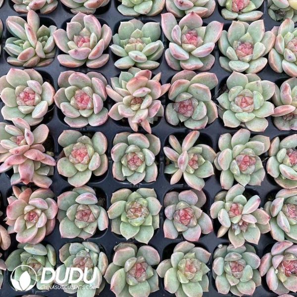 105pcs Echeveria Cloud Mist Seedlings - Image 2