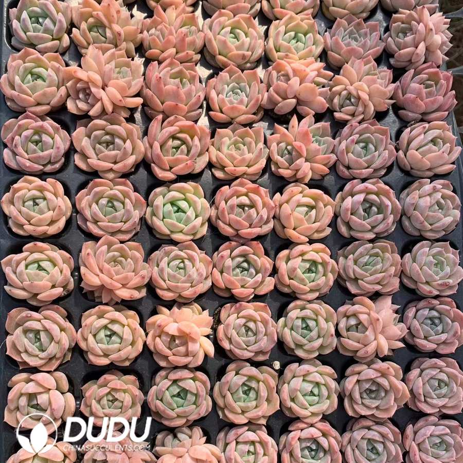 10253D30.jpg 105pcs Echeveria Ice Doll Seedlings - Image 1
