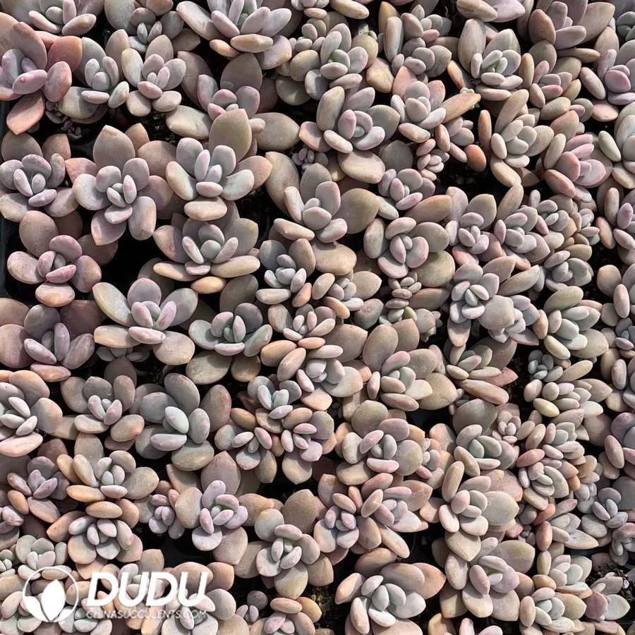 10254D30.jpg 105pcs Echeveria Pink Rabbit Seedlings - Image 1