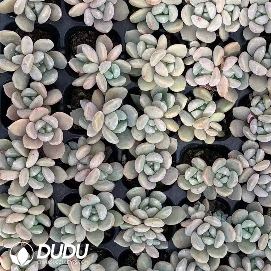 10258D30.jpg 105pcs Echeveria Tuberose Seedlings - Image 1