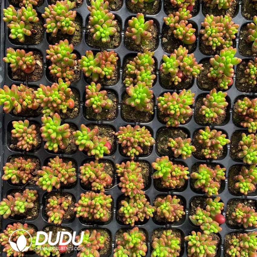 10259D30.jpg 105pcs Sedum Rubrotinctum Seedlings - Image 1