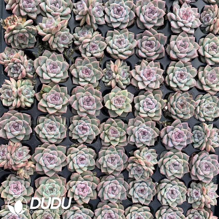 10262D30.jpg 105pcs Echeveria Sugar Lamp Seedlings - Image 1