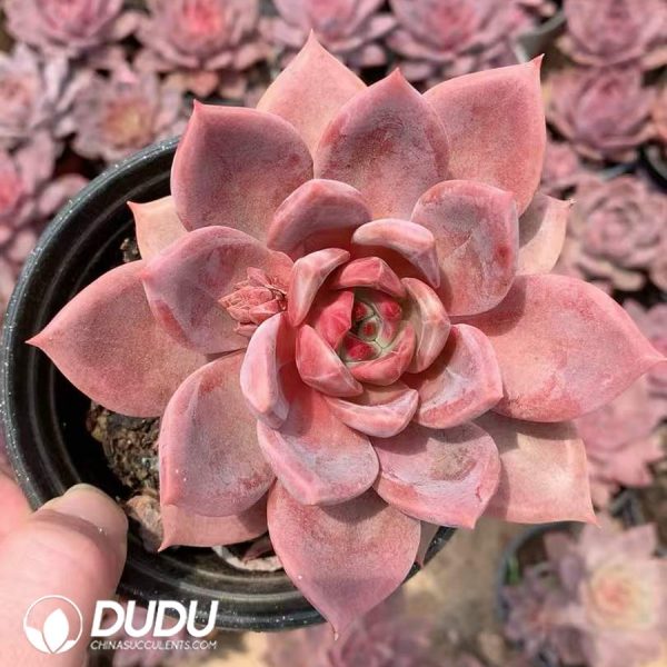 Echeveria Brown Sugar - Image 2