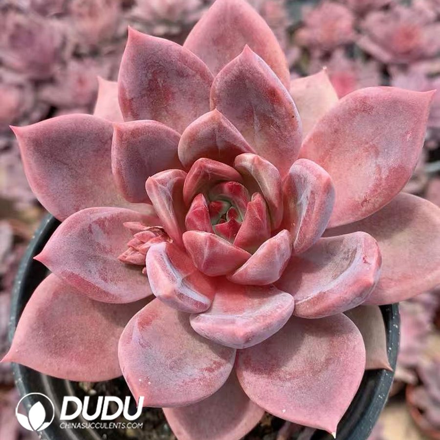 10264D120.jpg Echeveria Brown Sugar - Image 1