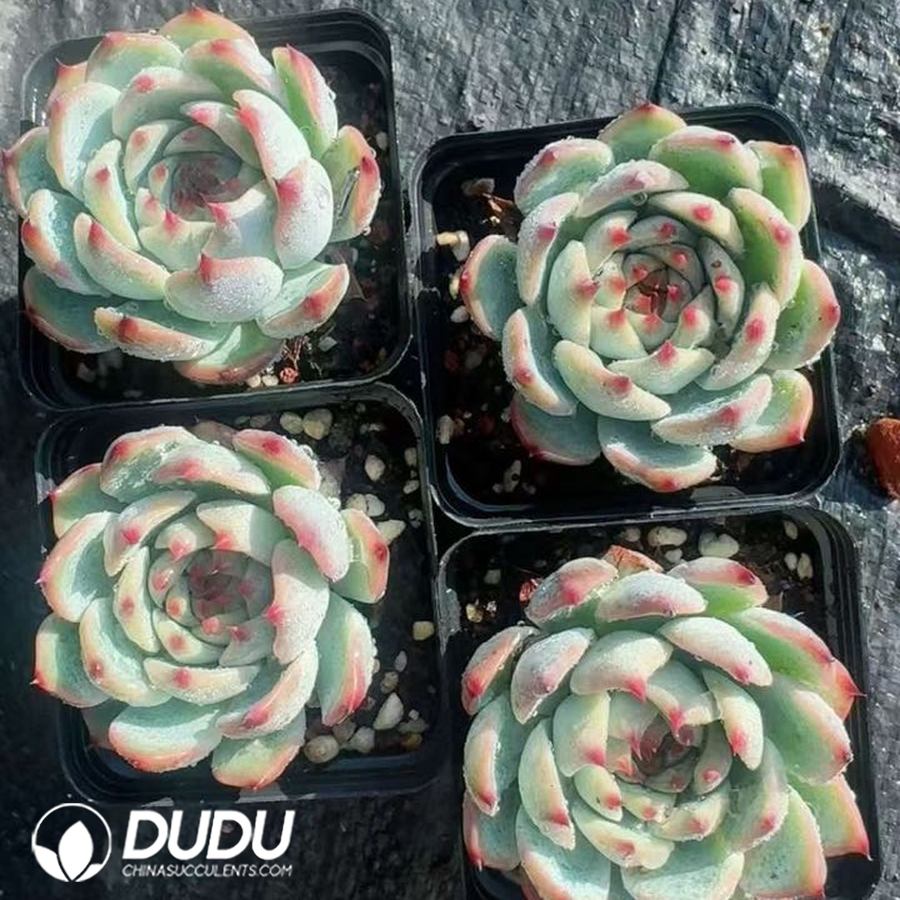 10265D70.jpg Echeveria Chihuahua - Image 1