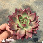 Echeveria 'Drunken Red Lotus'
