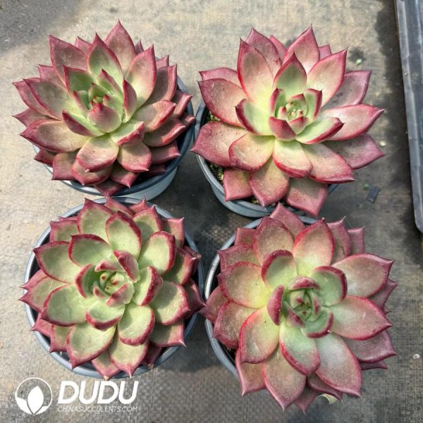 Echeveria 'Drunken Red Lotus' - Image 2