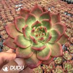Echeveria Diamond Bella