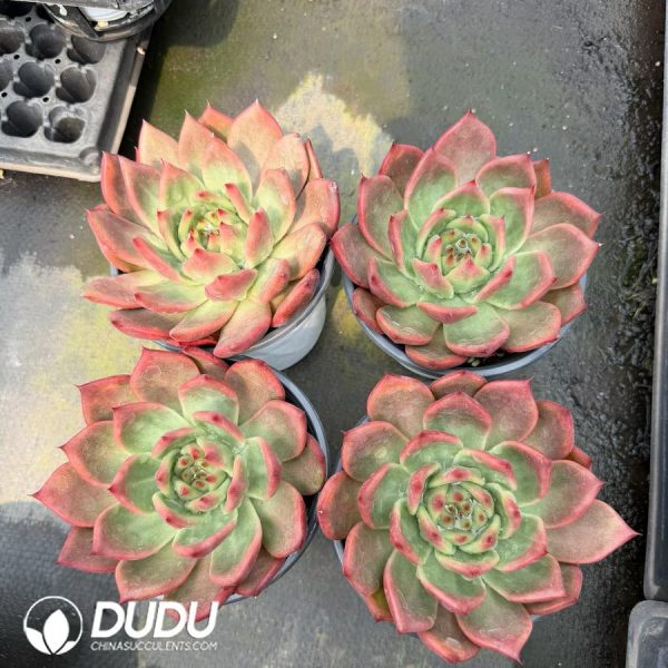 Echeveria Diamond Bella - Image 2
