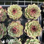 Echeveria Shanguo Jenny - Image 2