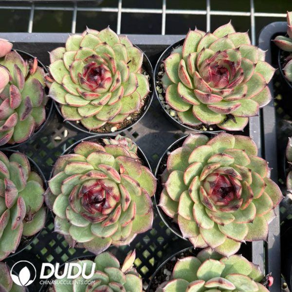 Echeveria Shanguo Jenny - Image 2