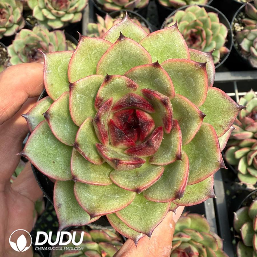 10270D90.jpg Echeveria Shanguo Jenny - Image 1