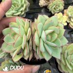 Echeveria 'Panamera' (Single or Double randomly)