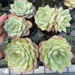 Echeveria 'Panamera' (Single or Double randomly) - Image 2