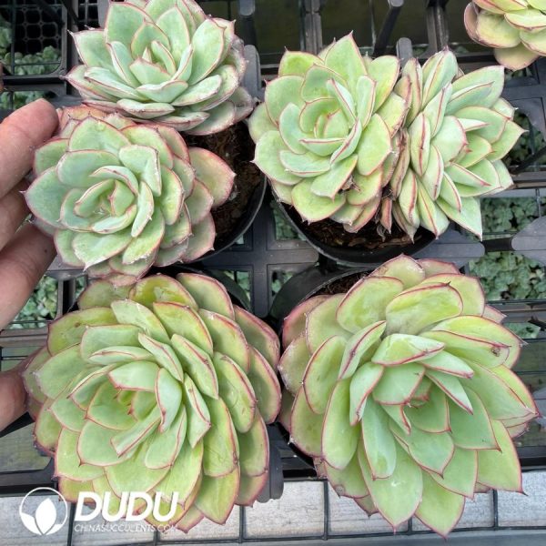 Echeveria 'Panamera' (Single or Double randomly) - Image 2