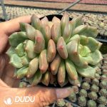 Echeveria 'Gemstone' f. variegata Double Heads