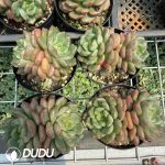 Echeveria 'Gemstone' f. variegata Double Heads - Image 2